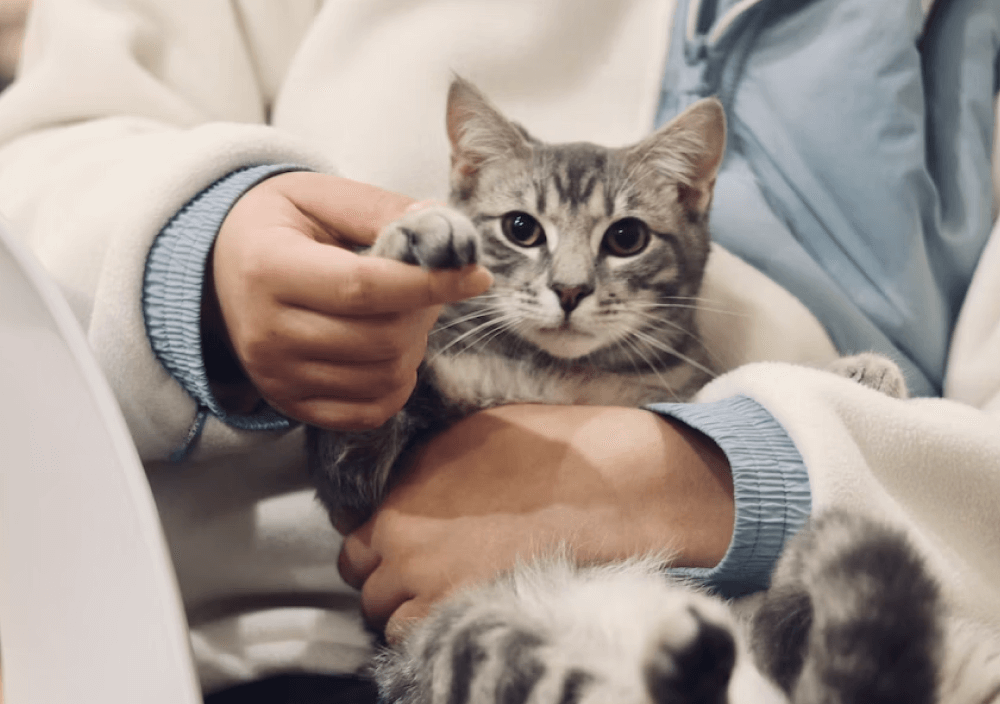 Unsplash Gallery Two - Pet X Webflow Template