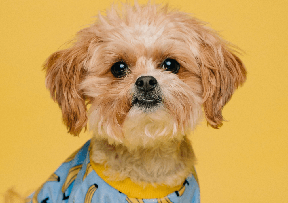 Unsplash Gallery One - Pet X Webflow Template