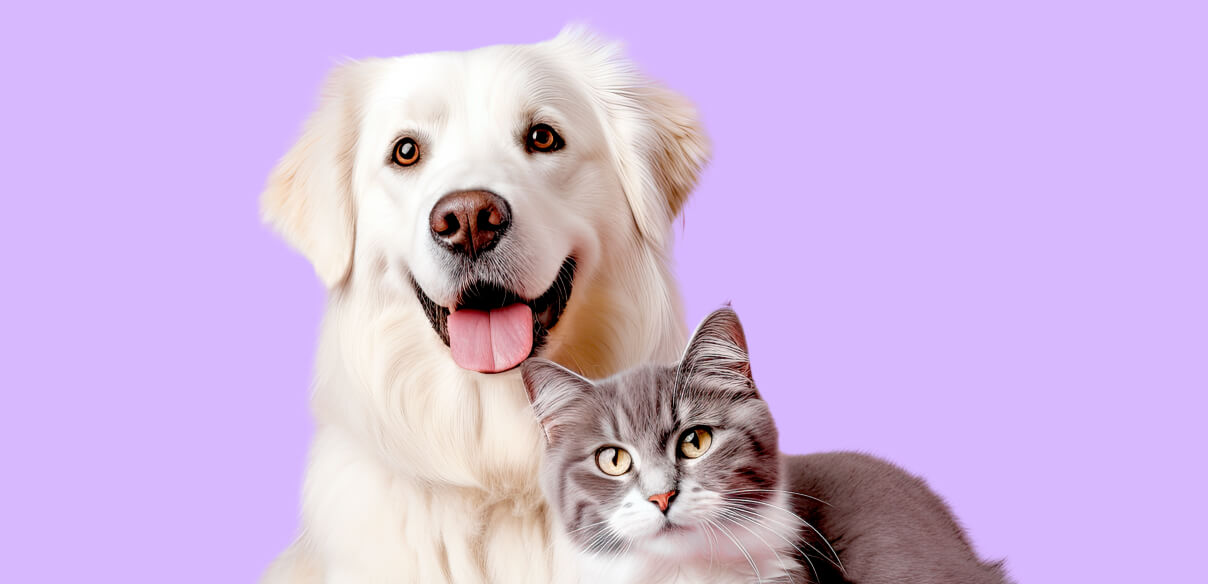 Our Values - Pet X Webflow Template