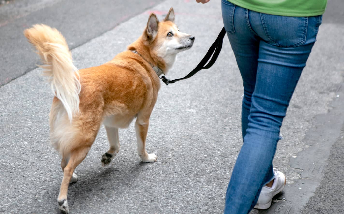 The role of exercise in your pet's health 