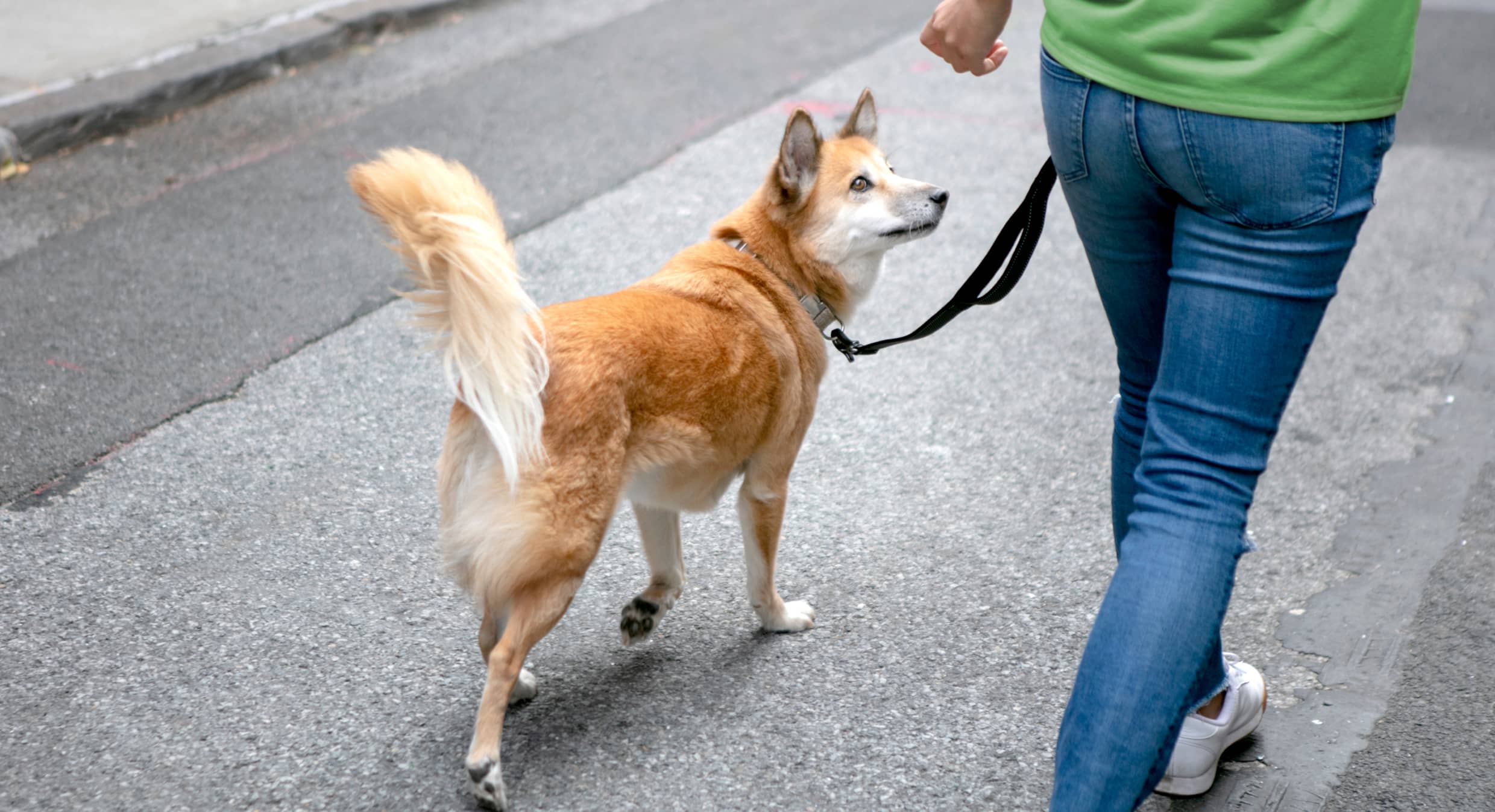 The role of exercise in your pet's health 