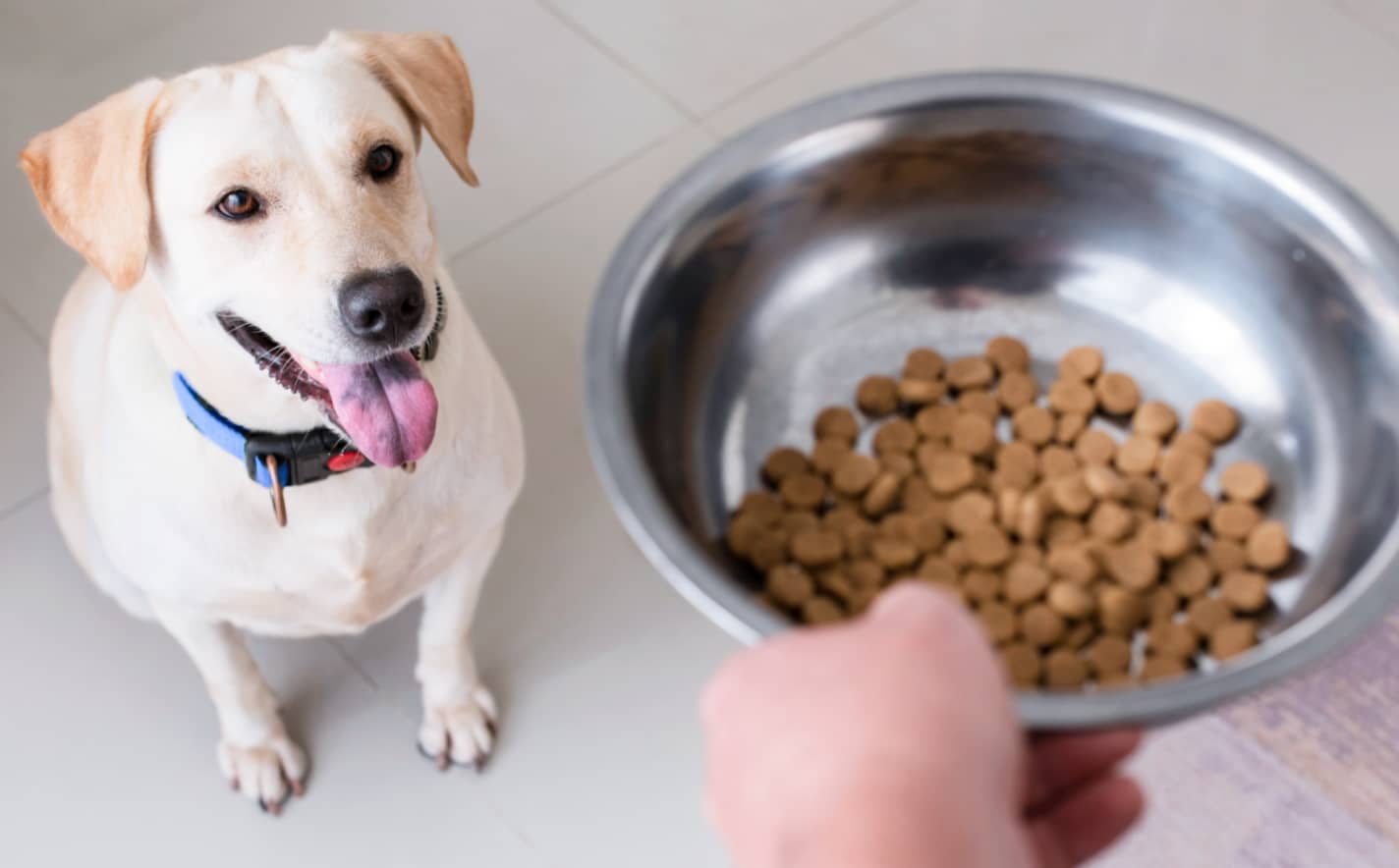 These are the foods that your pets can eat
