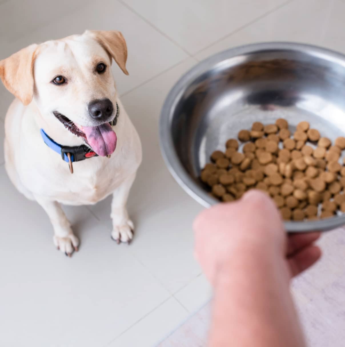 These are the foods that your pets can eat