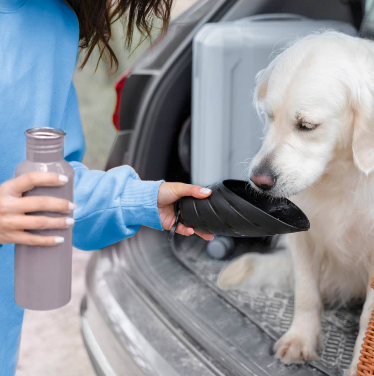 Summer safety tips for pets: keeping them cool and safe