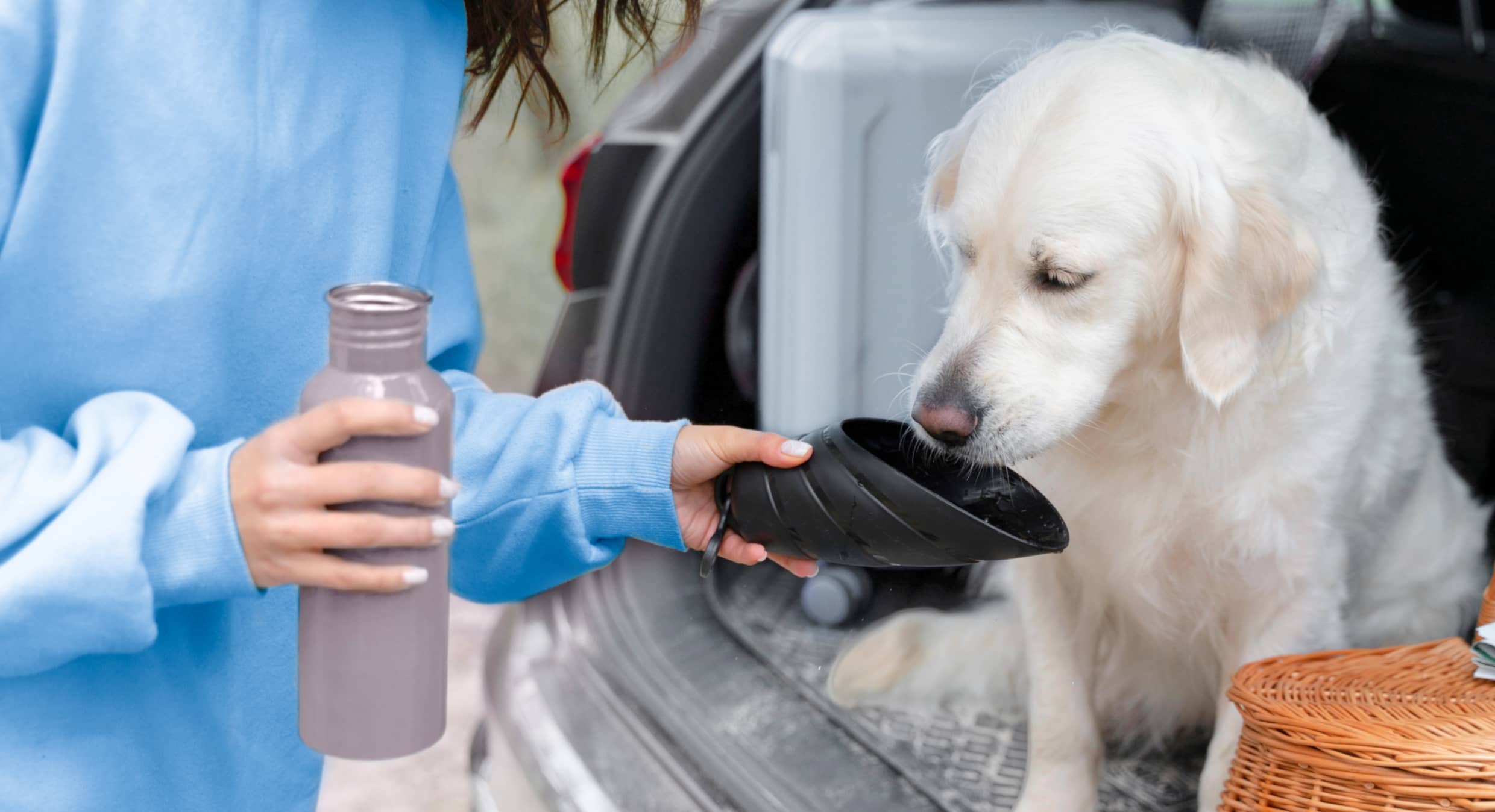 Summer safety tips for pets: keeping them cool and safe