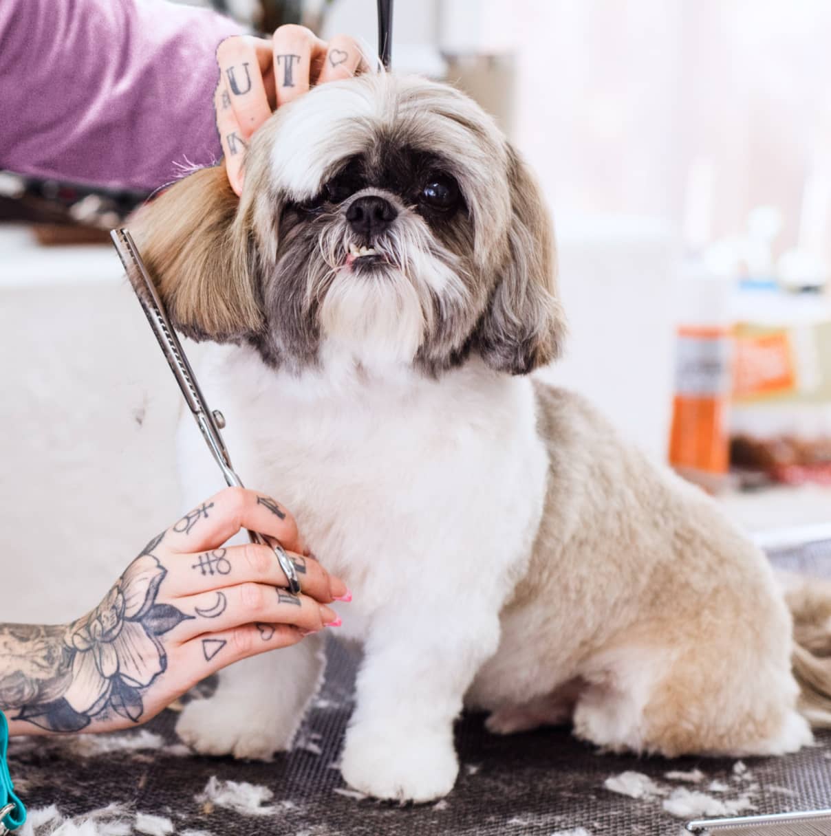 Senior pet care: how to keep aging pets comfortable