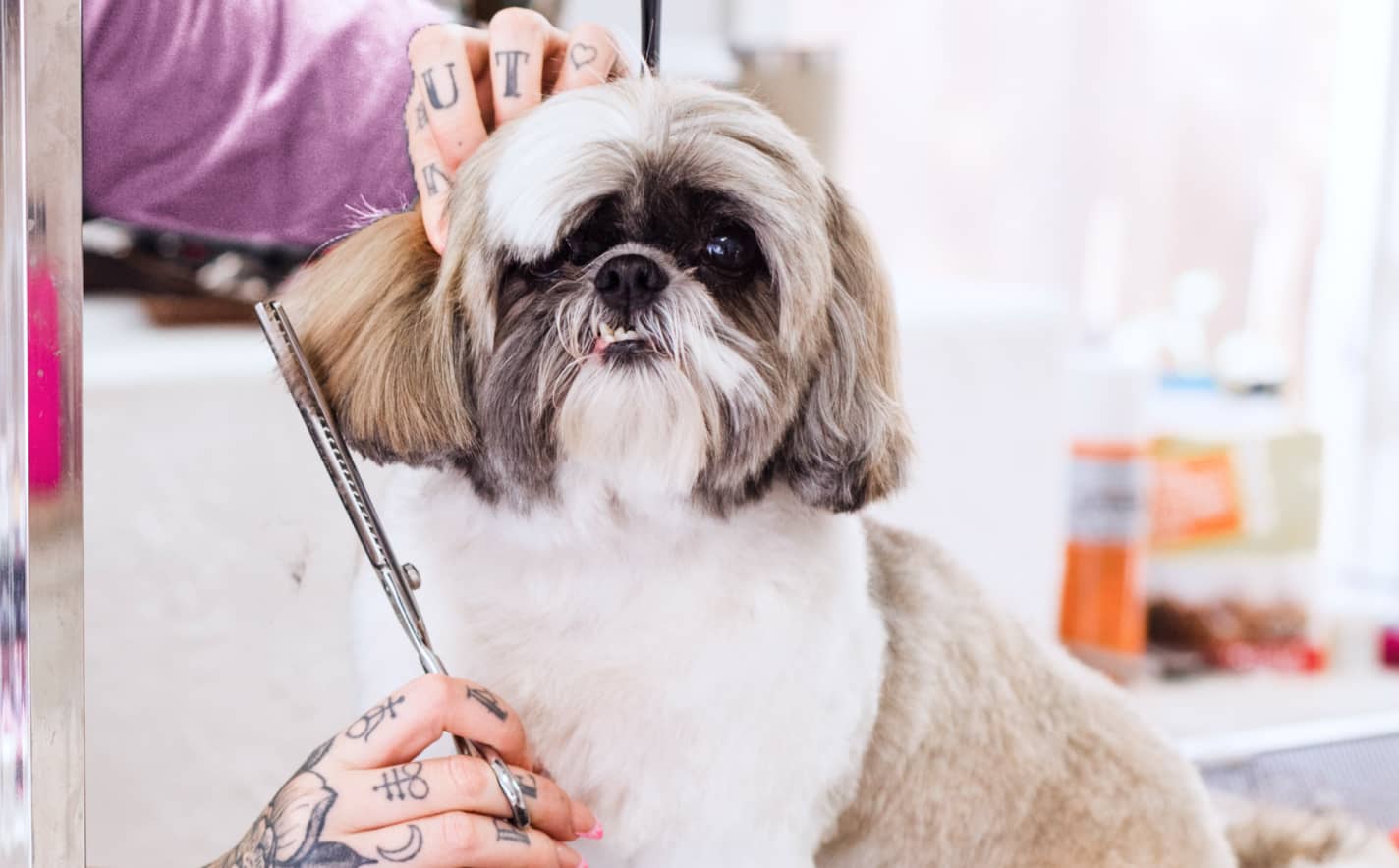 Senior pet care: how to keep aging pets comfortable