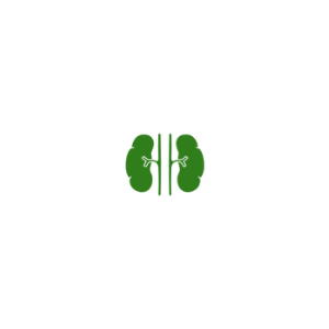 Green icon depicting two kidneys with connecting tubes, symbolizing renal or kidney health.