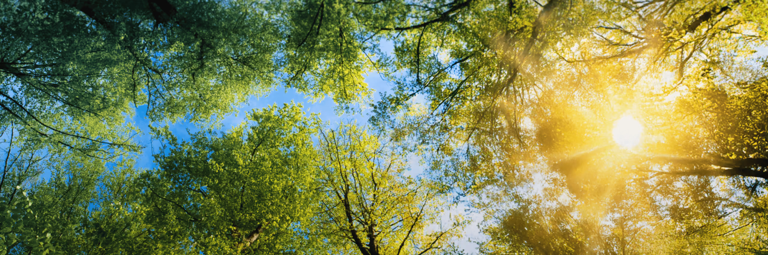 Wald mit Sonnenstrahlen - Bildmotiv "bee sustainable" der Innovabee Markenkampagne für die SAP Sustainability-Lösungen
