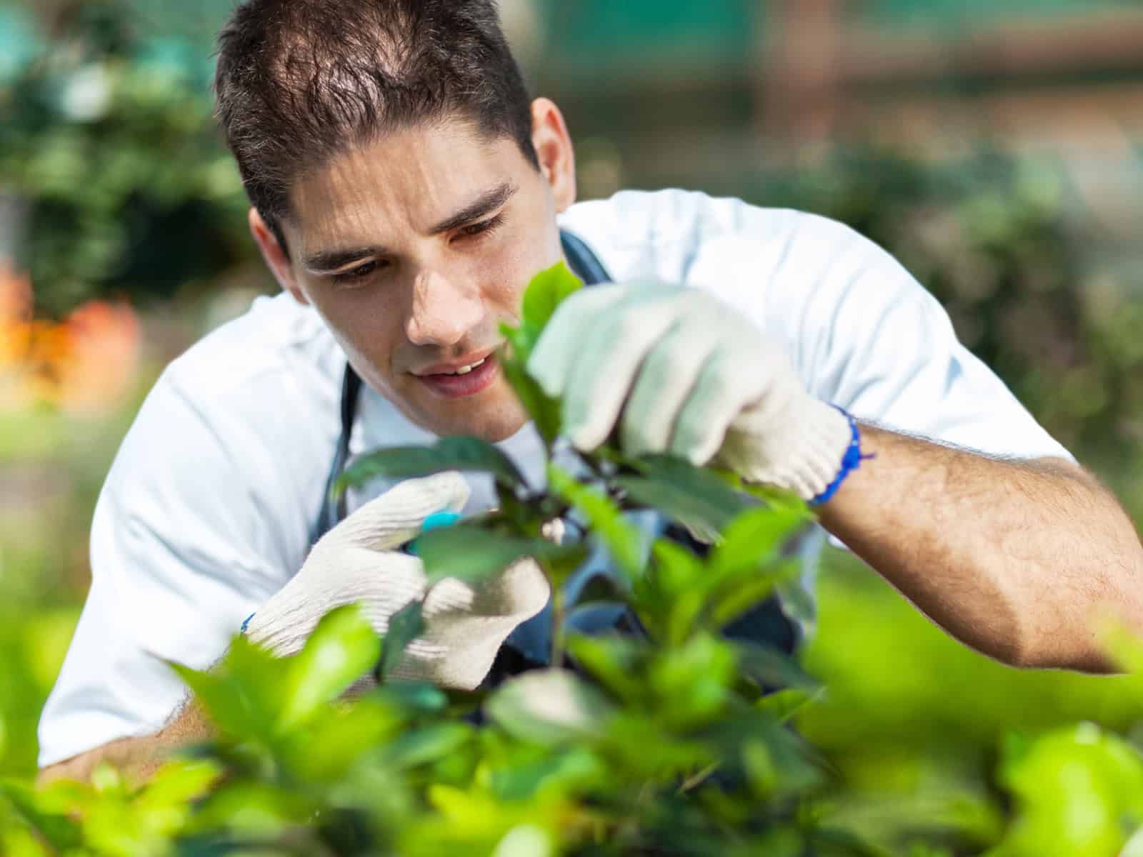 Landscaping worker in gloves pruning plants at a garden nursery