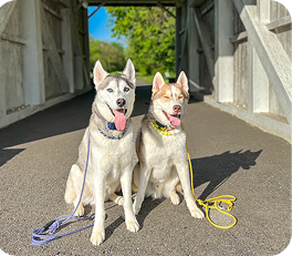 Two huskies sitting side by side on a paved path under a wooden covered bridge, each with a leash on the ground.