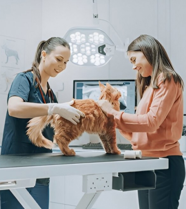 Veterinarian and pet owner smiling while examining an orange cat on a vet exam table in a clinic.