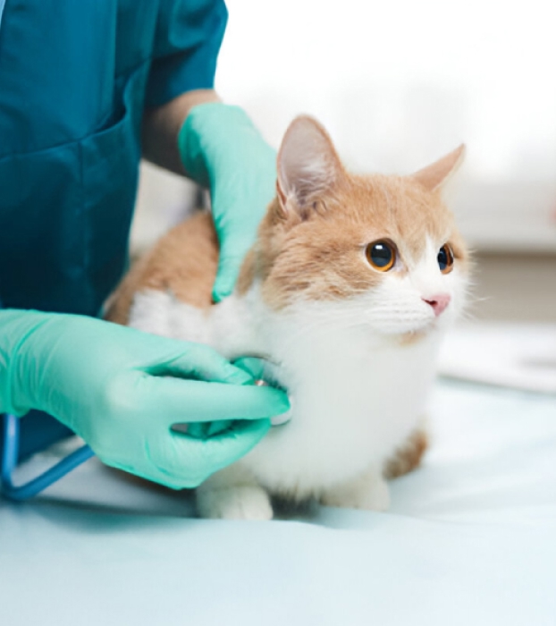 Veterinarian wearing green gloves examining a calm orange and white cat with a stethoscope.