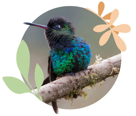 Small iridescent green and blue hummingbird perched on a mossy branch with decorative illustrated leaves around the circle frame.