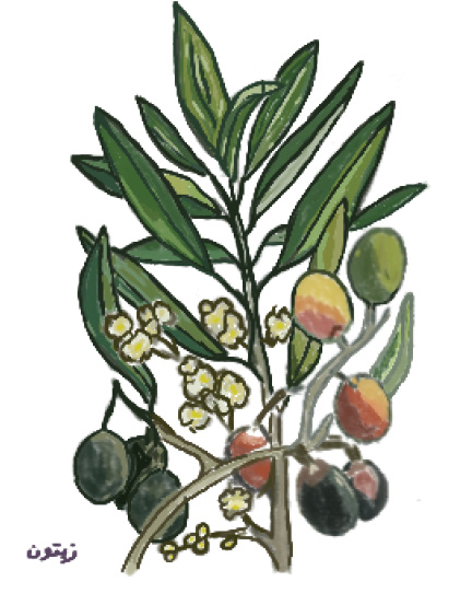 Illustration of olive tree