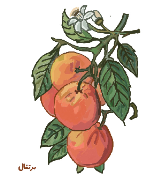 Illustration of orange tree branch