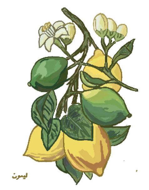 Illustration of Lemon tree branch