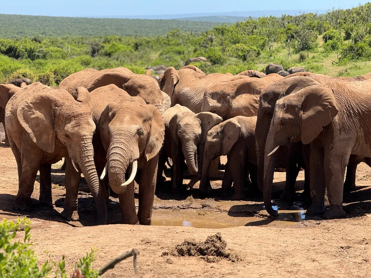Eine Elefantenherde steht schützend beieinander in der Sonne – Symbol für Zusammenhalt, Vertrauen und Stärke, wie in der bindungsorientierten Familienbegleitung von Cozyfamily beschrieben.