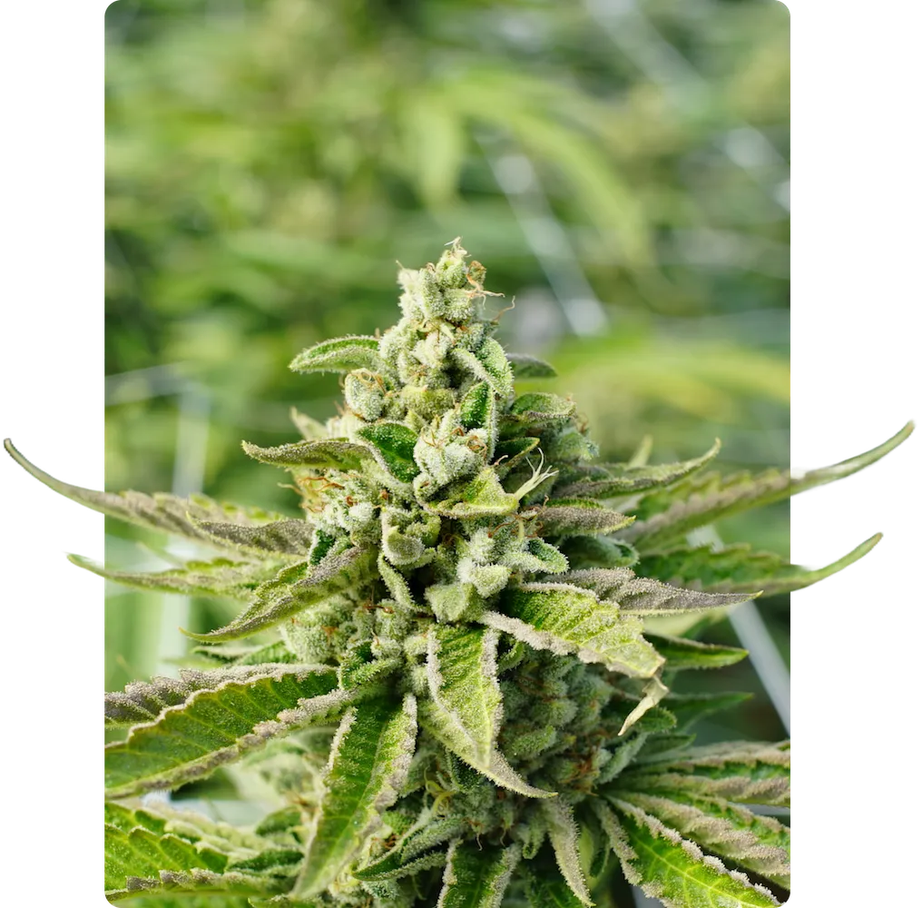 Close-up of a cannabis plant bud covered in trichomes with green leaves around it.