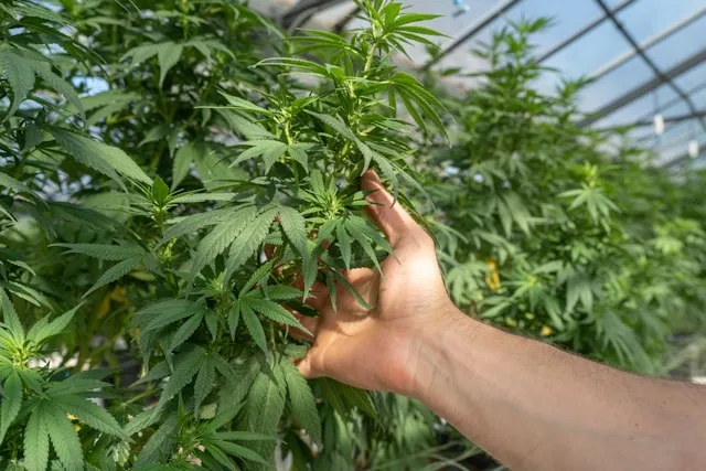 Hand inspecting vibrant green cannabis plants inside a greenhouse.