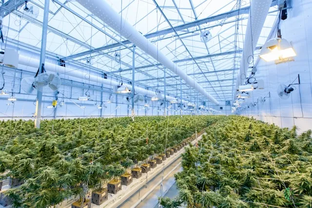 Indoor commercial greenhouse filled with rows of green cannabis plants under a glass roof with overhead lighting and ventilation systems.
