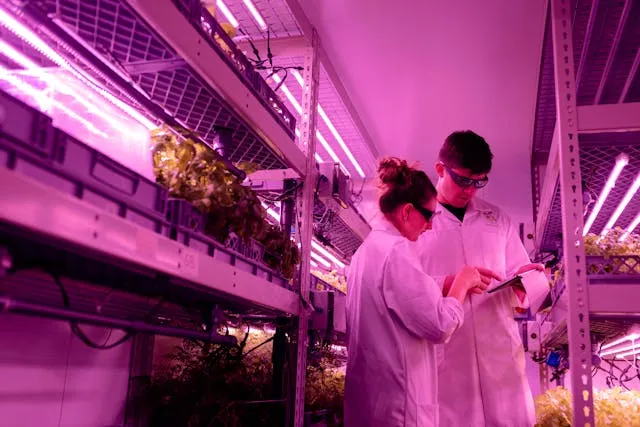 Two scientists in lab coats working in an indoor vertical farm with purple grow lights and rows of leafy plants.