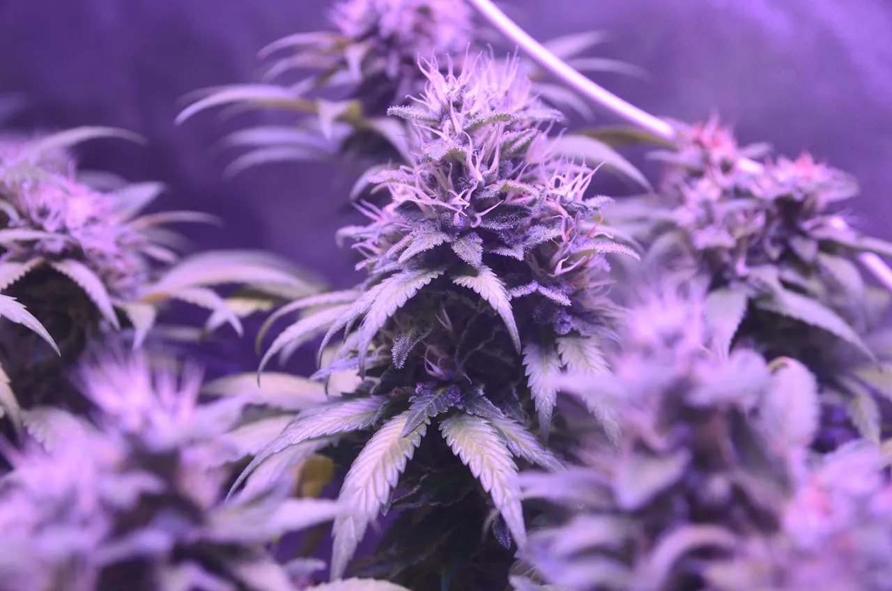 Close-up of cannabis plant buds under purple grow light.