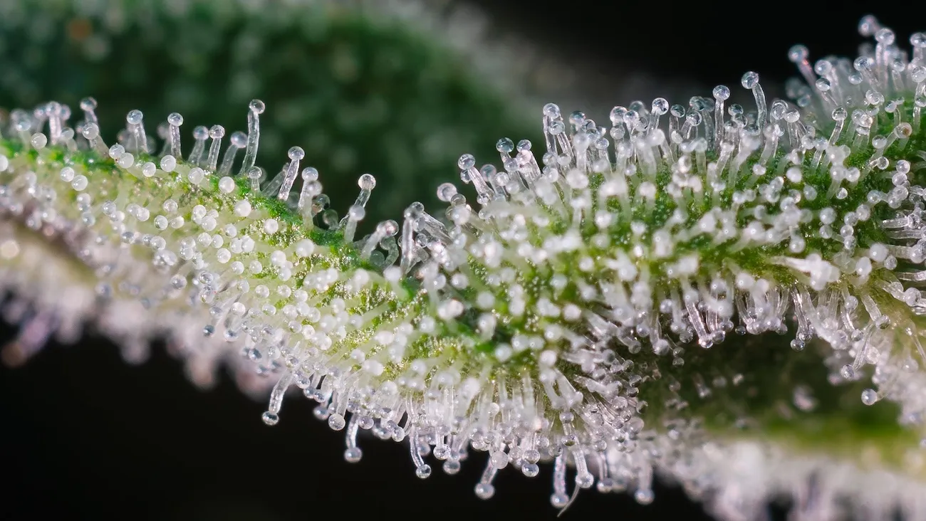 Close-up macro image of cannabis trichomes, showing clear resin glands on a green plant surface against a dark background.