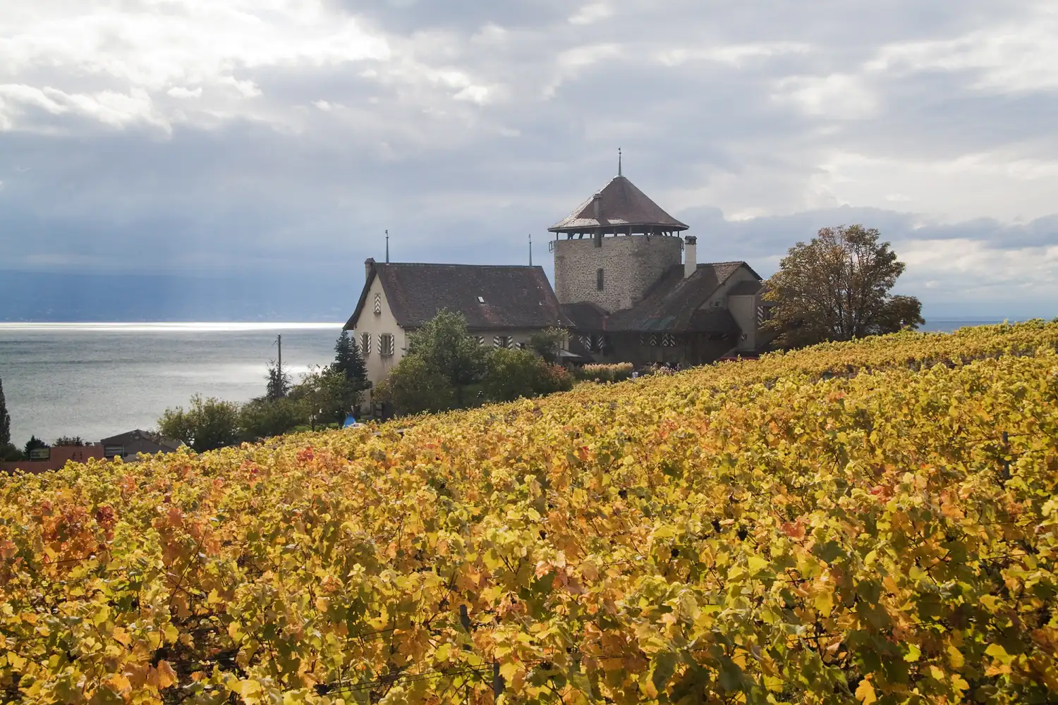Vignobles de Lavaux à Lutry dominant le lac Léman.