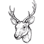 Gedetailleerde potloodtekening van een hertenkop met grote gewei.