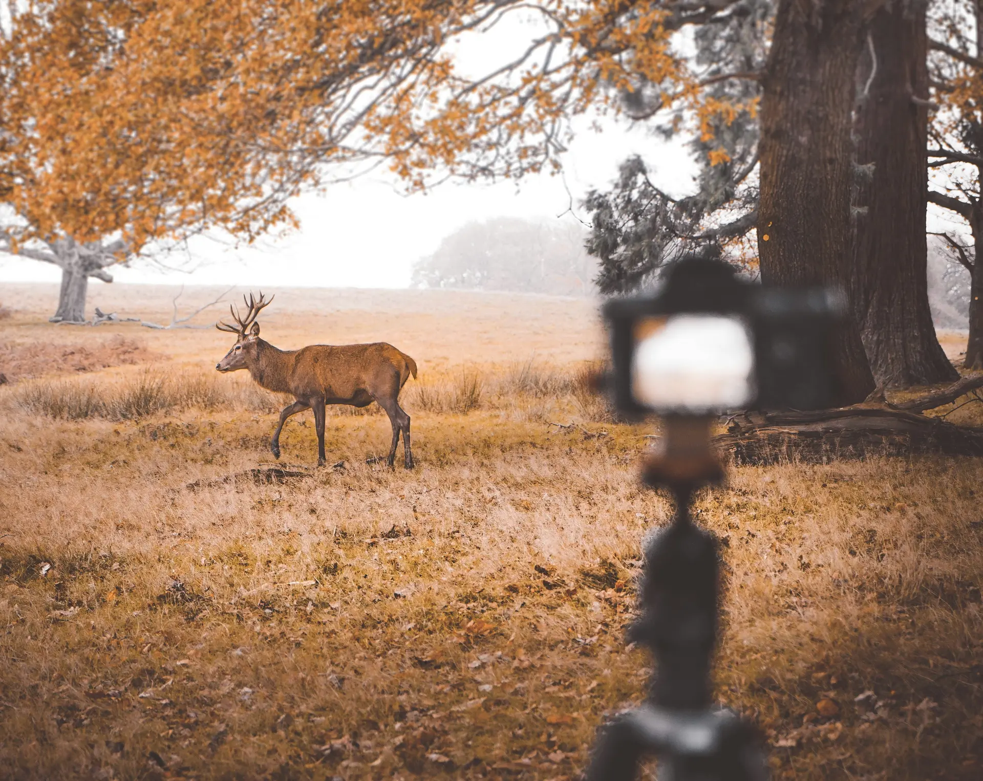 Behind AI’s Hunt for Nature Footage