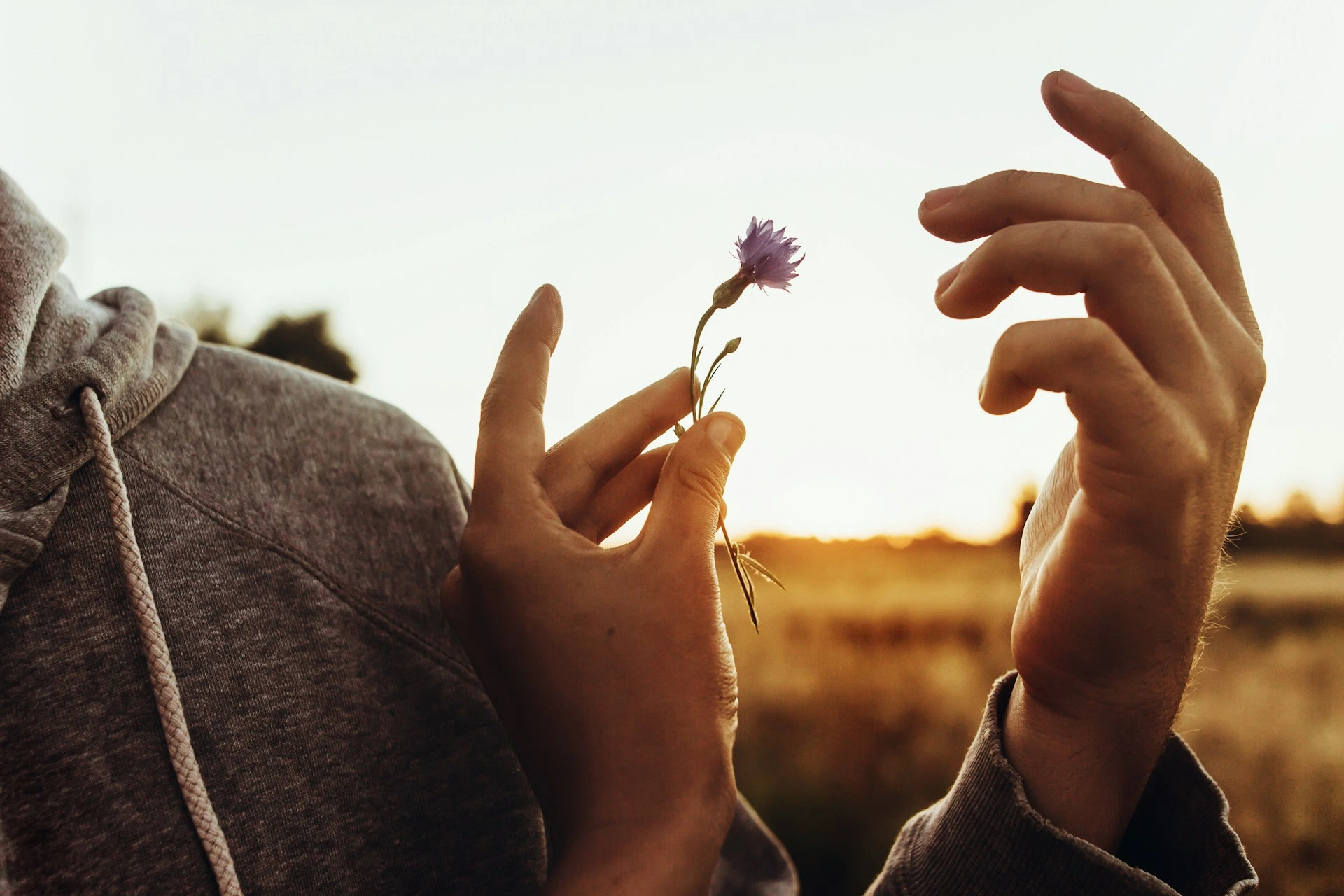 Two hands reaching toward each other holding small purple wildflower at sunset, backlit against golden field backdrop.