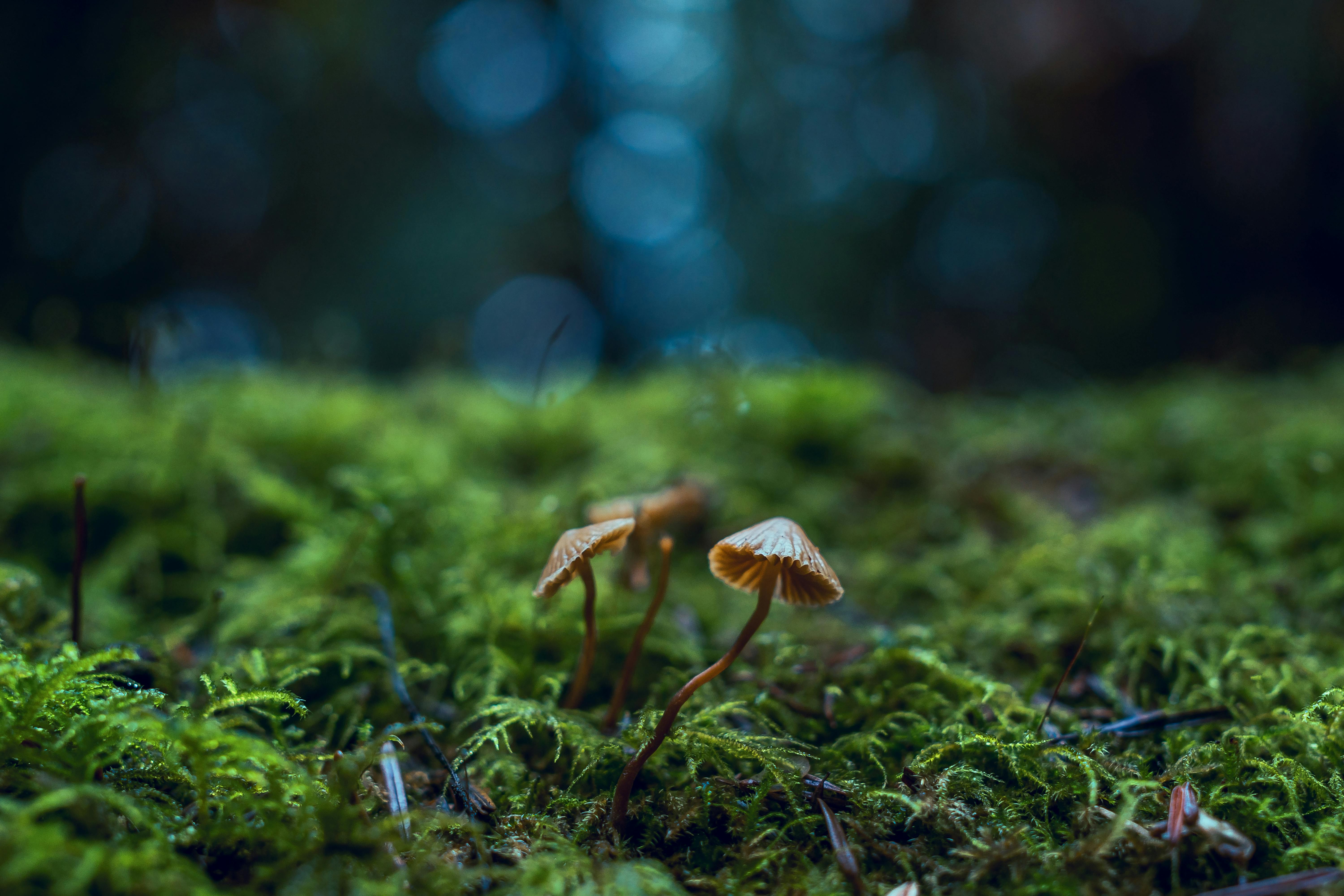Mushrooms growing on moss. 