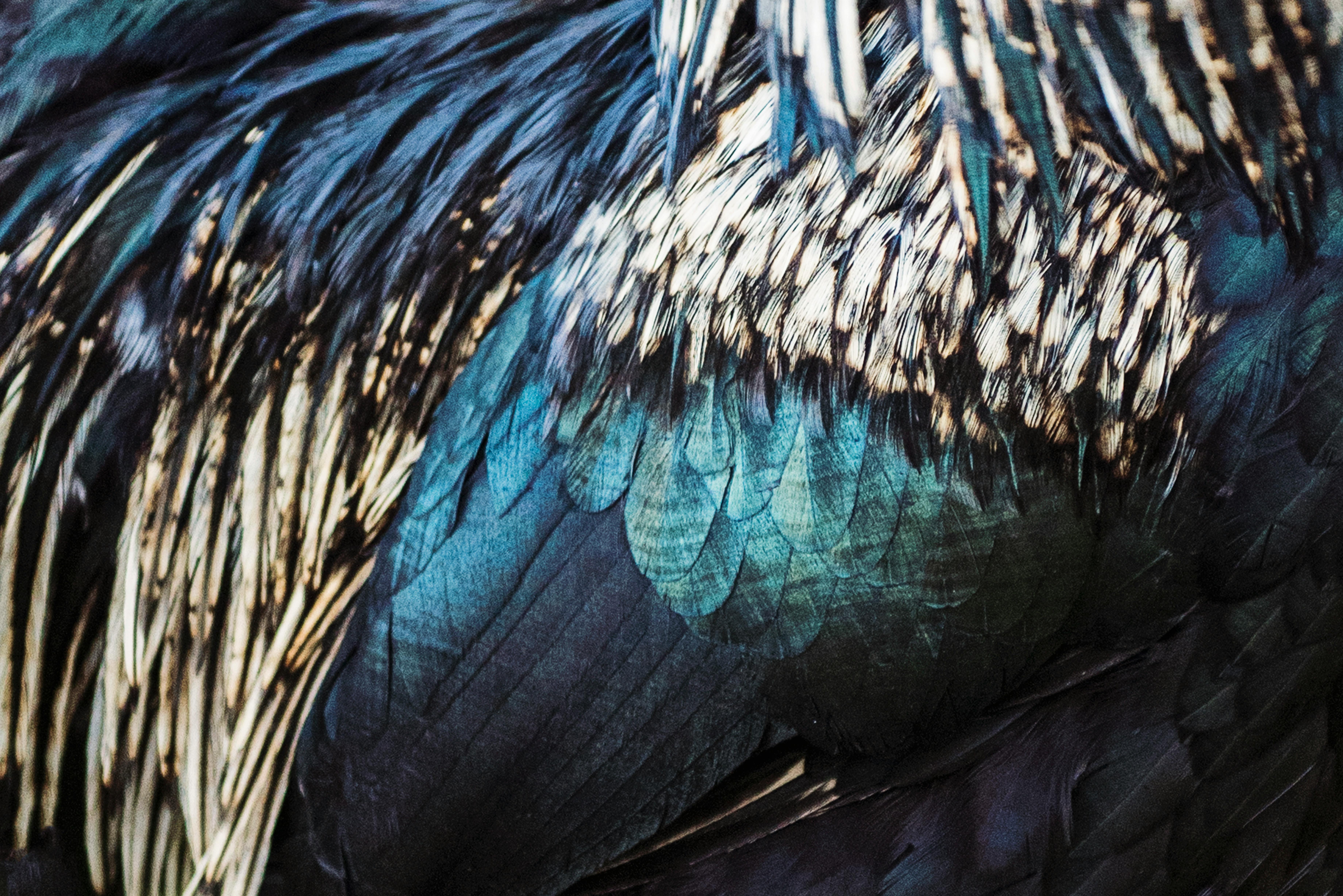 Close-up of layered bird feathers in deep teal, indigo, and warm gold tones, showing intricate overlapping texture and iridescent color
