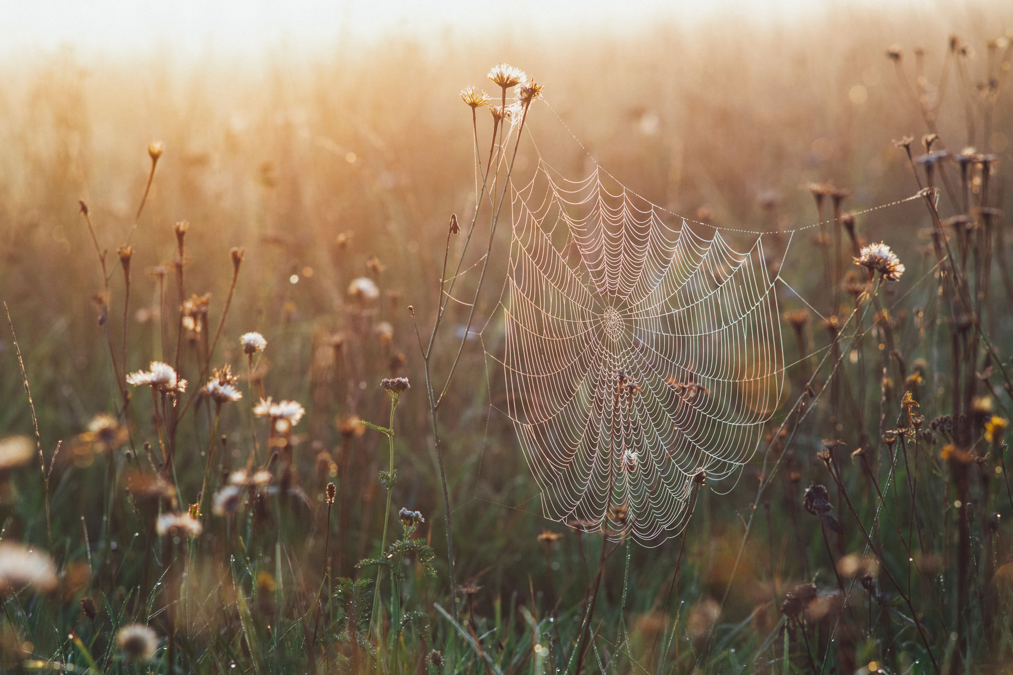 A delicate spider web in a meadow, glistening with dewdrops at sunrise, surrounded by wildflowers.