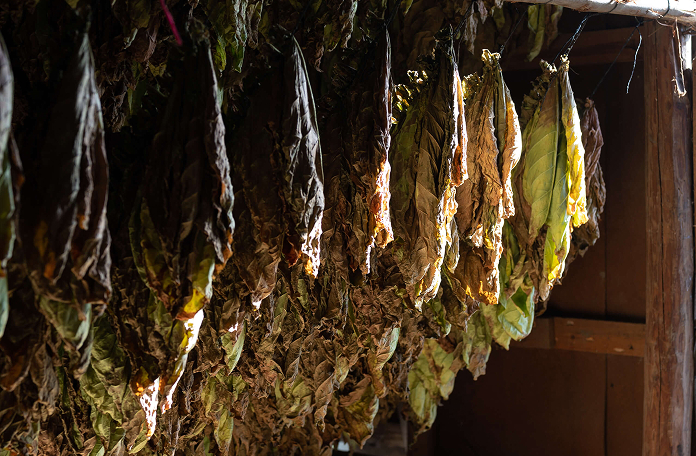 Fermentation & Aging