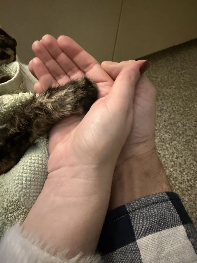 saying goodbye to a pet