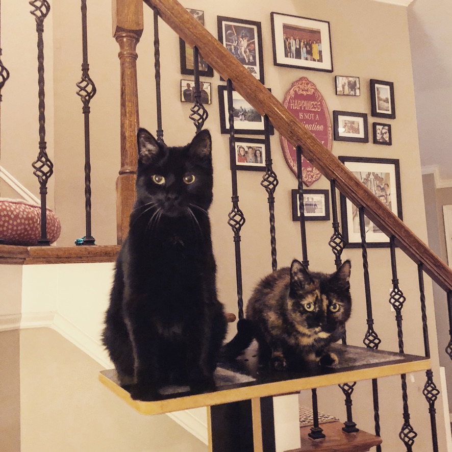 two cats on the stairway