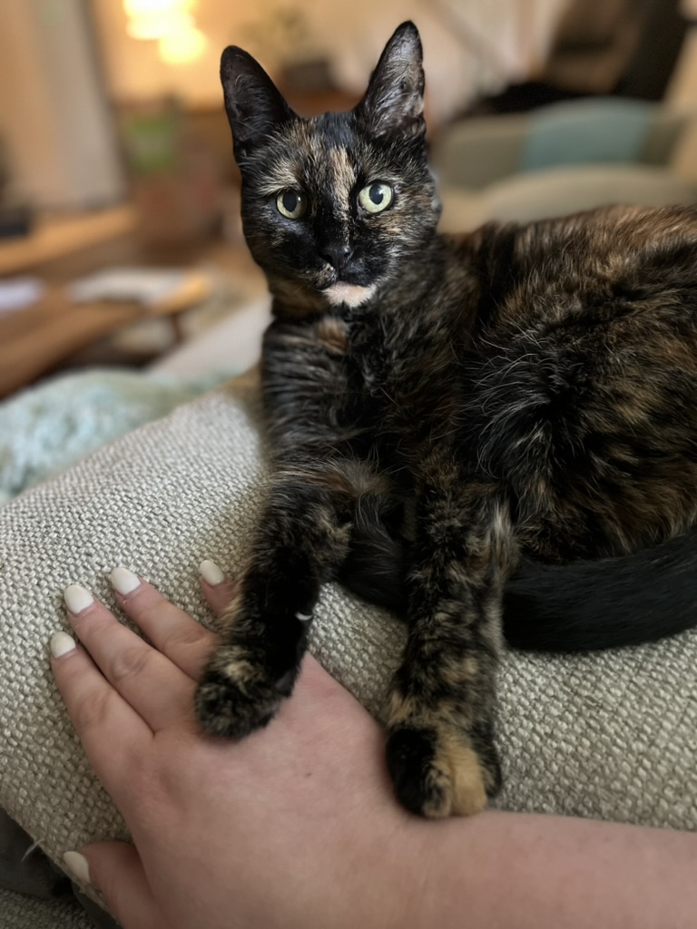 cute cat looking at the camera