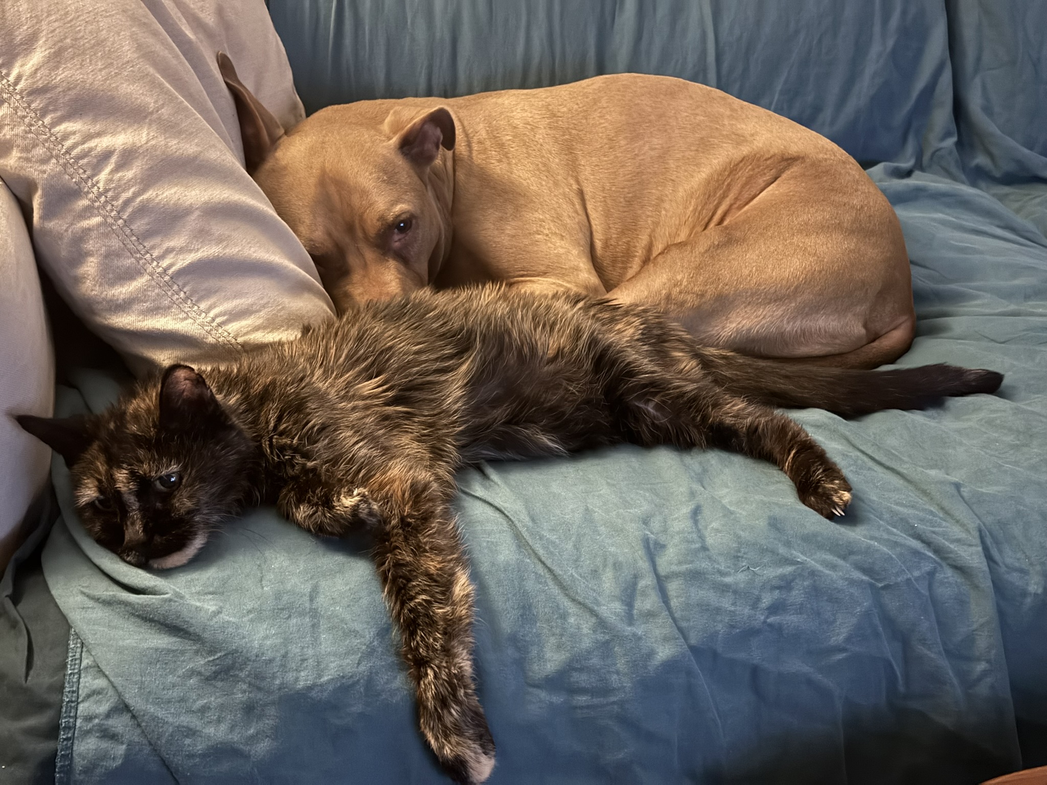 cat and dog snuggling on a couch