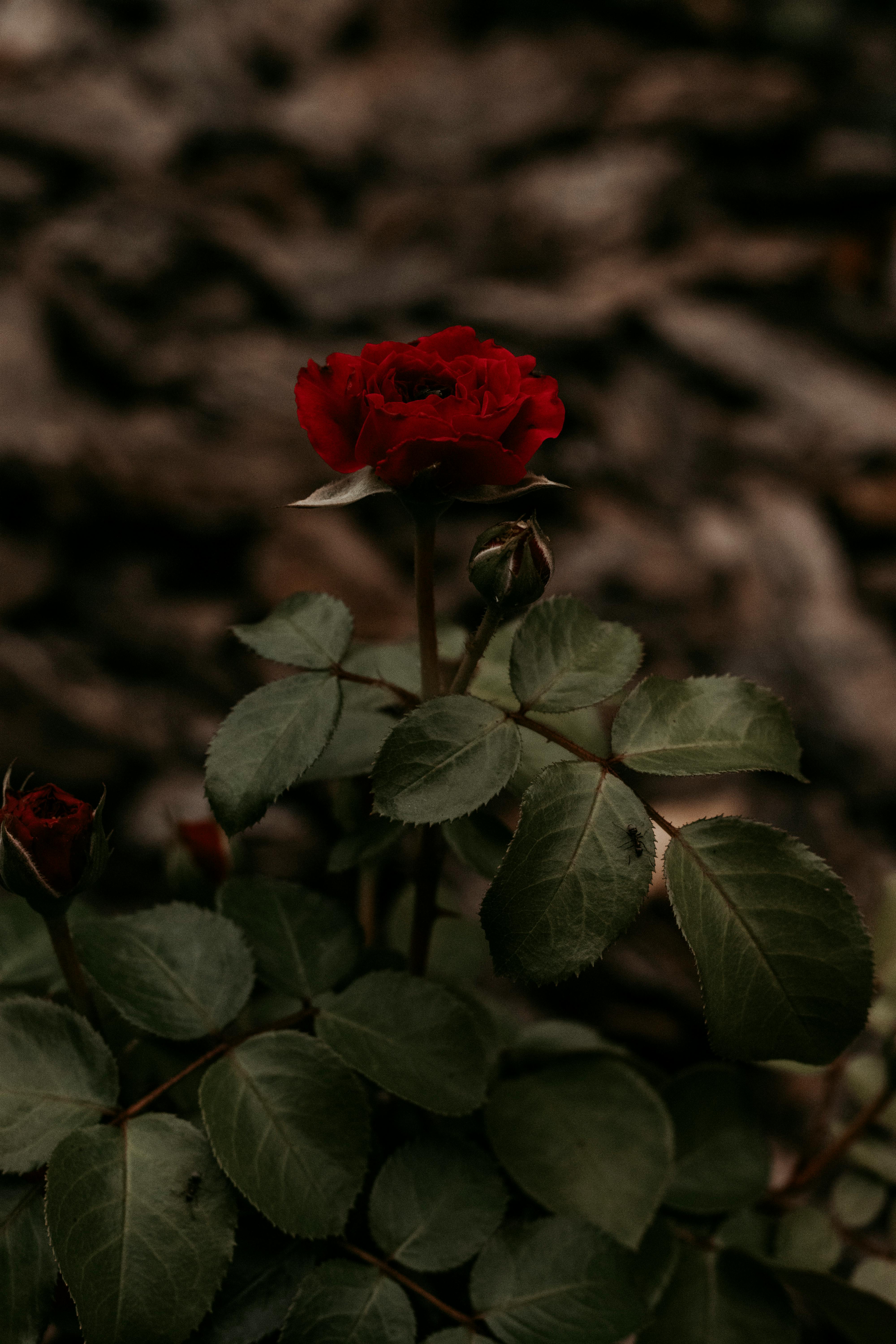 Single red rose bloom with green leaves and rosebuds against a blurred brown background.