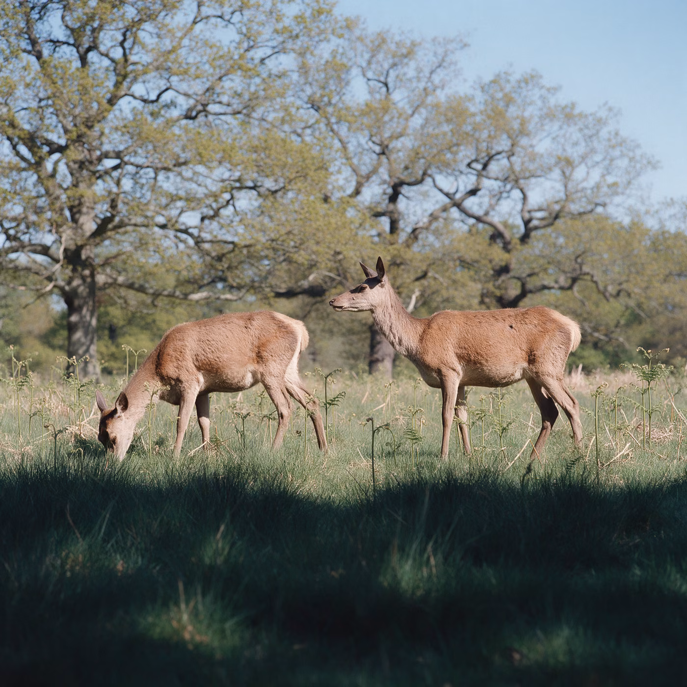 IT support Richmond: red deer under the oaks in Richmond Park