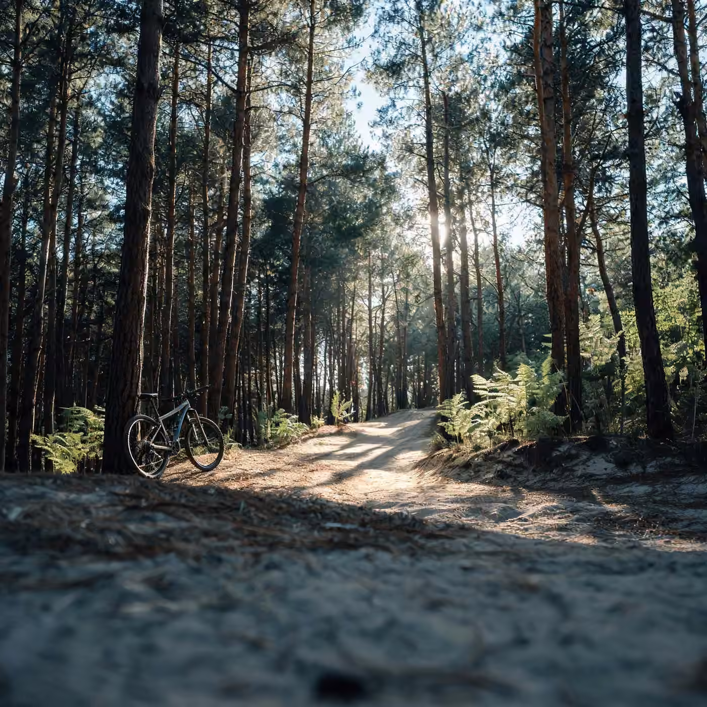 IT support Bracknell: a mountain bike beside a trail in Swinley Forest