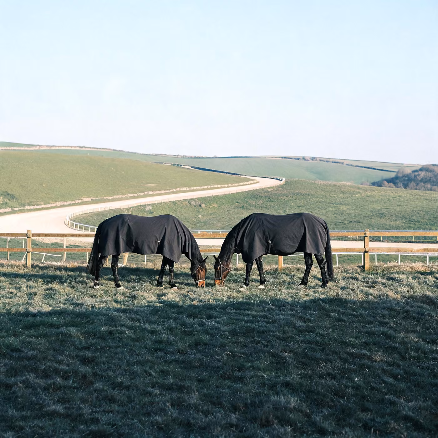 IT support Newbury: racehorses grazing on the downs above Lambourn