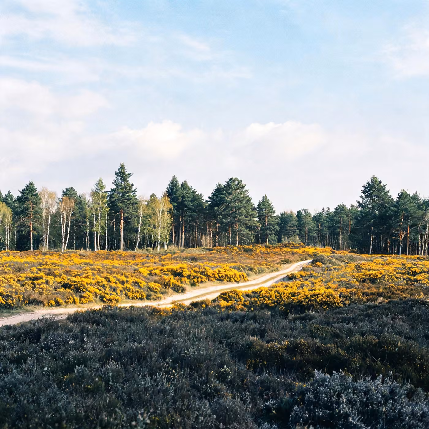 IT support Camberley: gorse in bloom at Lightwater Country Park