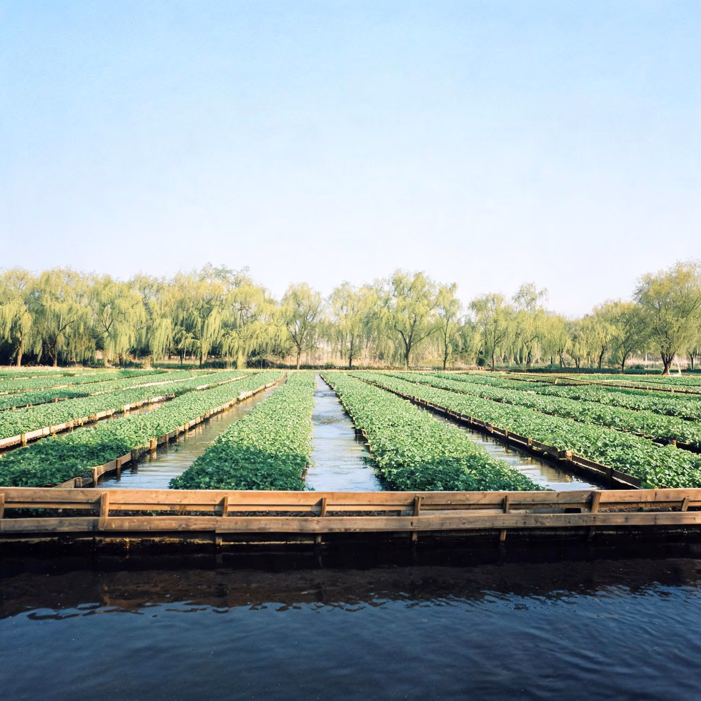 IT support Winchester: watercress beds near Alresford