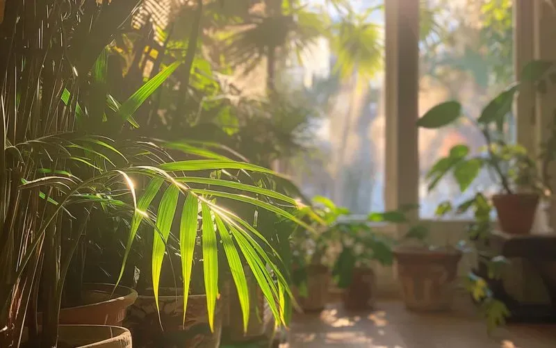 Growing plants indoor: a beginner’s full guide