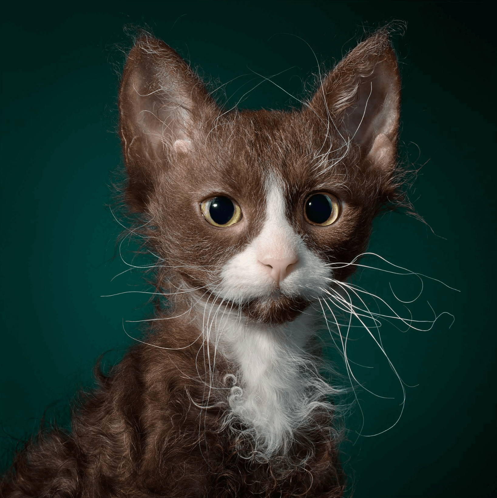 The Sunday Times : Tim Flach - Feline