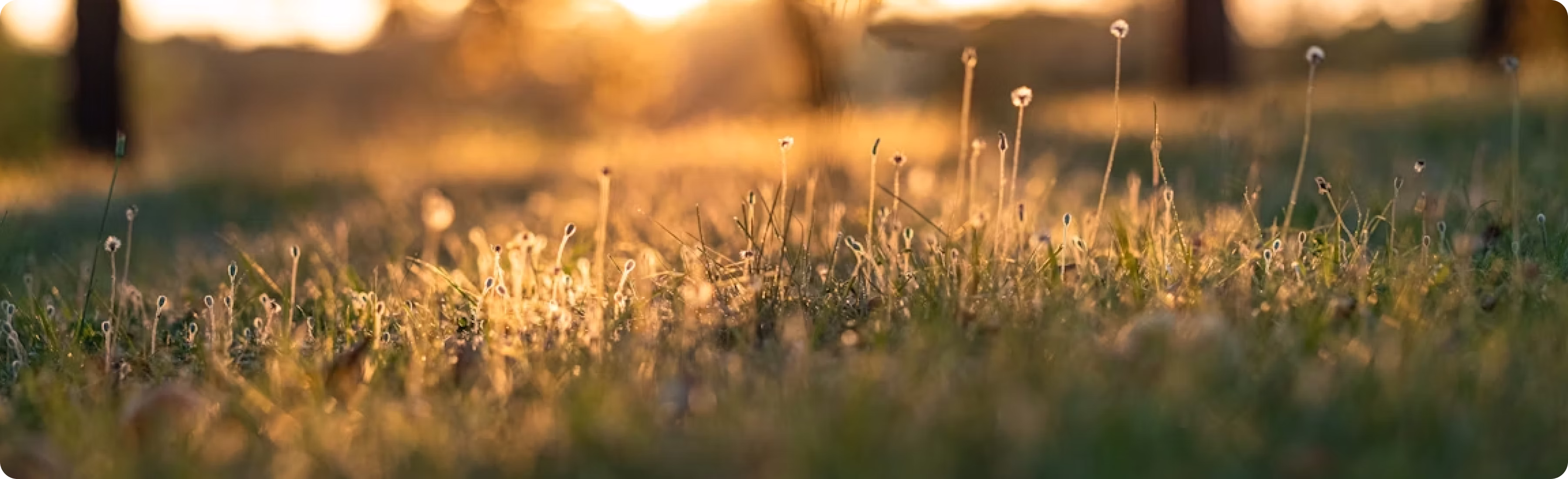 pulseon blog two banner image