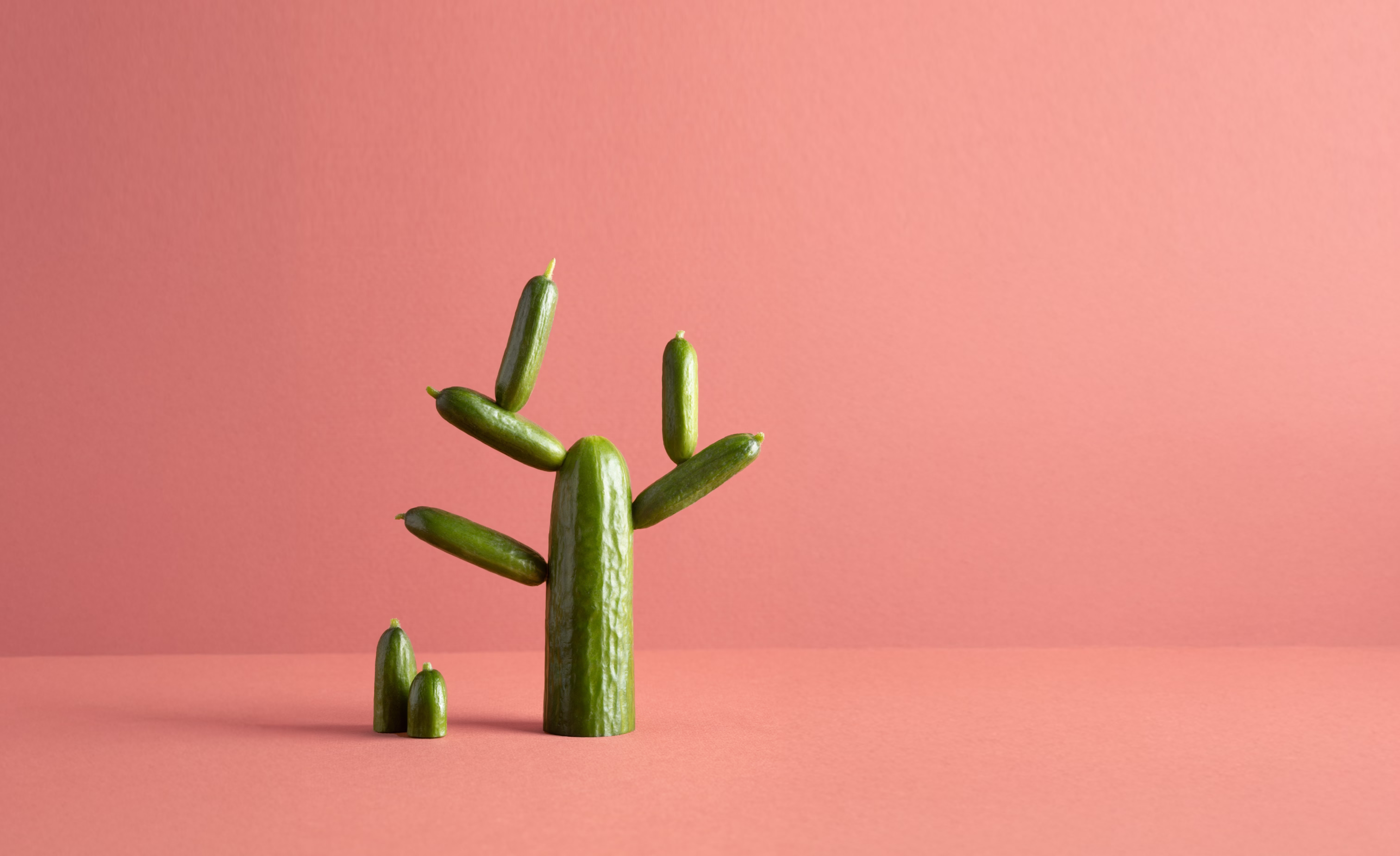 Cactus shapes creatively assembled from green cucumbers on a pink background.